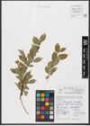 Foto von Salix hastata L.